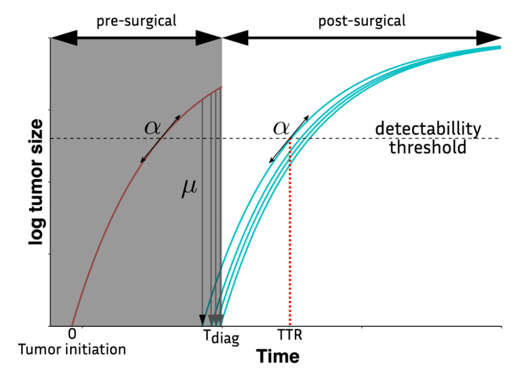 A schematic description of the mechanistic model for the metastatic process. With the growth of the tumors determined by the parameter alpha and the dissemination of new metastases determined by the parameter mu. The time to relapse predicted by the model is the first time where a metastasis is larger that a fixed detection detactability threshold.