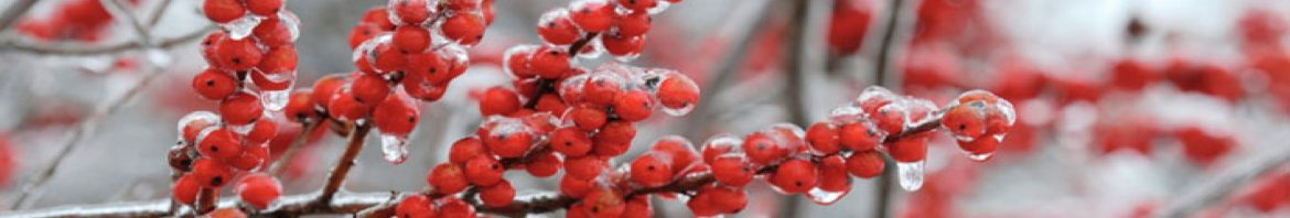 Winter berries coated with ice