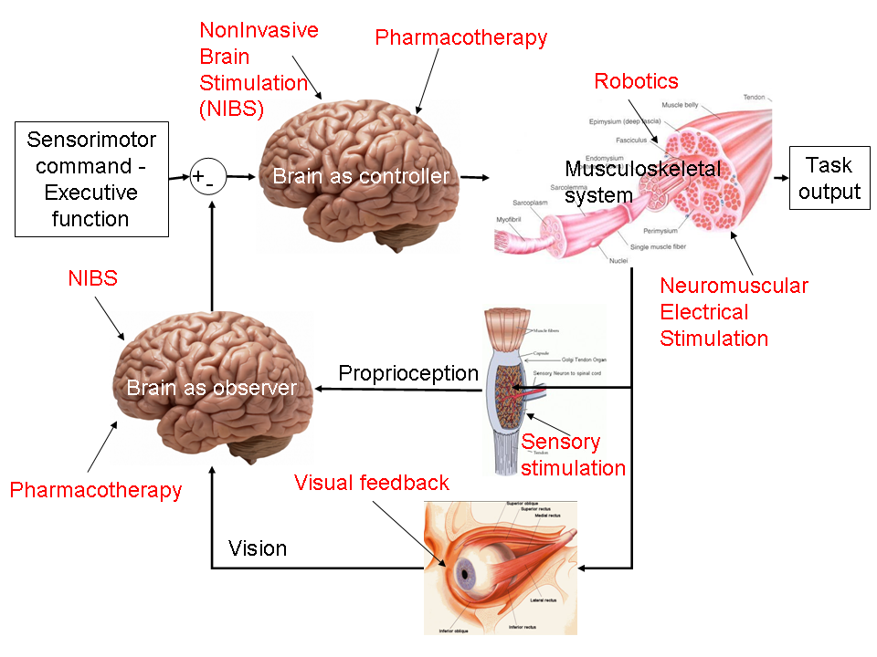 BMI to facilitate sensory-motor integration during rehabilitation, i.e., continuous flow of information in the closed-loop brain – muscles – skeleton – sensors – brain.