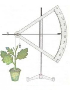 auxanometer-measure-growth-rate